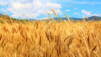 obilí wheat-4130621 960 720